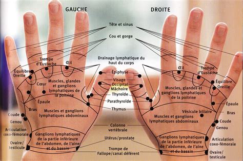 Carte Des Points D acupuncture Auriculothérapie