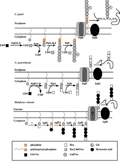 Figure 1 From Analysis Of Bacterial Lipid Linked Oligosaccharide