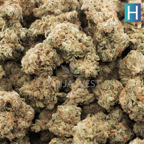 Gorilla Snacks Aaa Hybrid Ganja West Online Dispensary