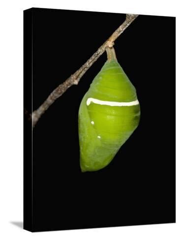 The Chrysalis Stage Of The Blue Morpho Butterfly Morpho Amathonte