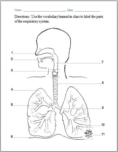 Respiratory System Diagram Quizlet