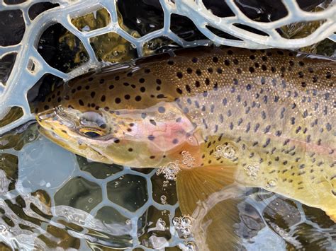 Owyhee River Fly Fishing Report Archives - TRR Outfitters