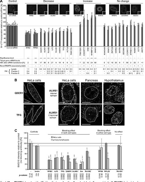 Figure From Proteomic Analysis Of Mitotic Rna Polymerase Ii Reveals