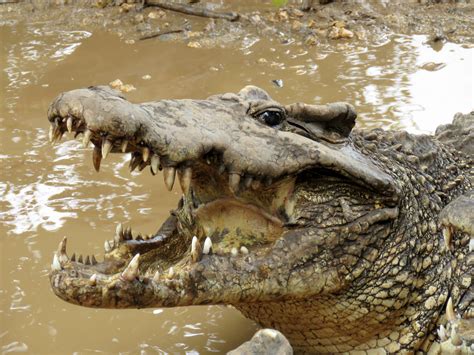 animal teeth, photography, cuba, cuban crocodile, animal body part ...