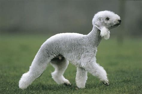 8 Really Weird Dog Breeds | Featured Creature