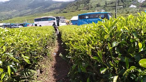 Kebun Teh Alahan Panjang Sumbar Youtube