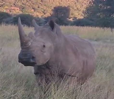 Sanctuary Moments Baby Rhino Rescue