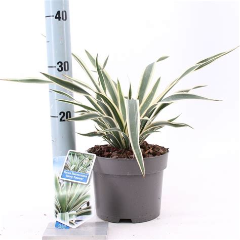 Yucca Filamentosa Ivory Towers Plant Wholesale FlorAccess