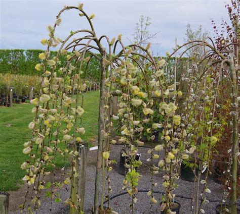 Salix Caprea Pendula Kiwiflora Nurseries