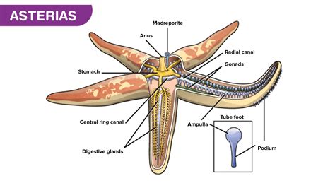 What type of asexual reproduction does a starfish show?