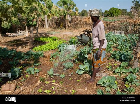 West Africa Mali On The Road Nioro Bamako Vegetable Garden Stock Photo