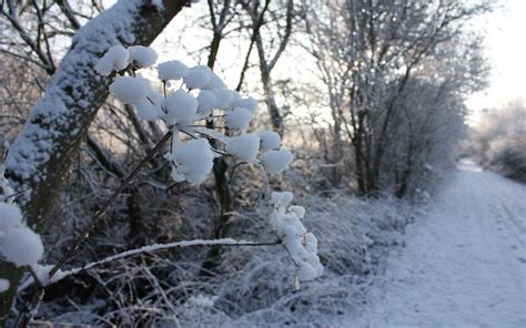 Frosted Flowers Hd Wallpaper Wallpaper Flare