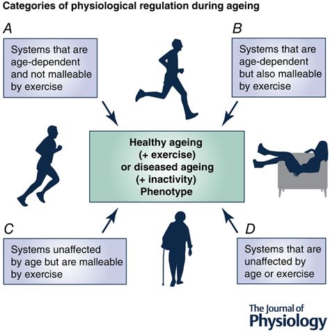 The Relationships And Interactions Between Age Exercise And