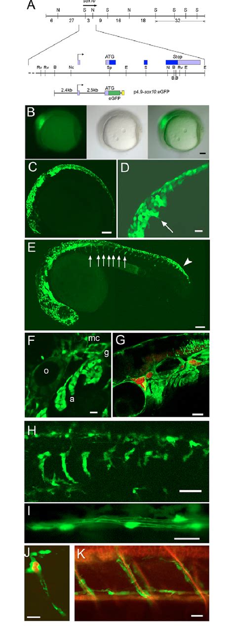 Generation And Characterisation Of Sox10egfp Transgenic Fish A