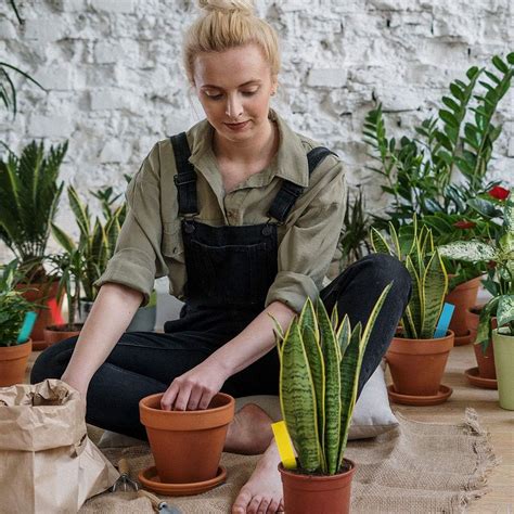 eZAKKA Etiquetas para plantas 500 marcadores de jardín estacas de