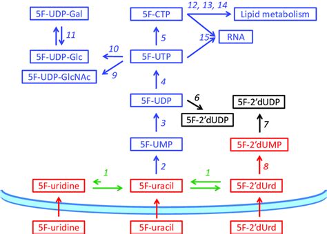 Schematic Overview Of Fluoropyrimidine Metabolism In T B Brucei And