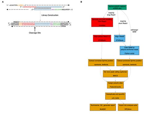 Scraps An End To End Pipeline For Measuring Alternative Polyadenylation At High Resolution