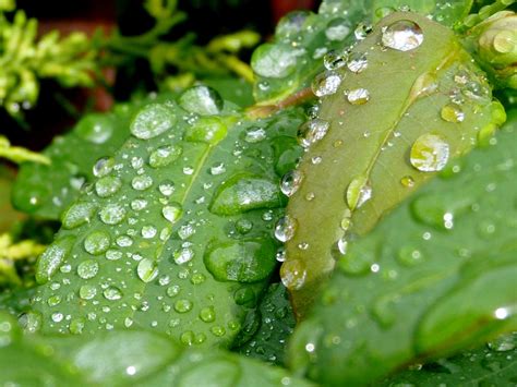 Fotos gratis agua naturaleza soltar Rocío fotografía hoja flor