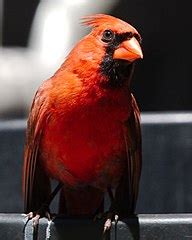 File Male Northern Cardinal Manhasset NY 05 Wikimedia Commons