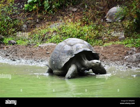 Una Tortuga Gigante De Galápagos En El Pantano En Las Tierras Altas De