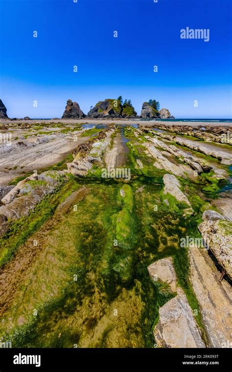 Low Tide Exposes Parallel Rock Ridges At Shi Shi Beach And Point Of