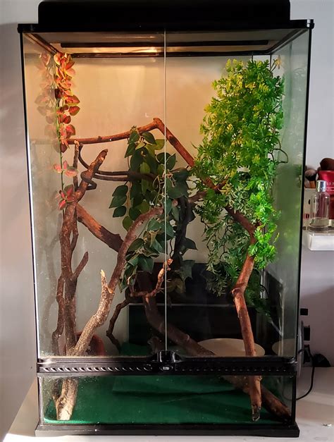 White Tree Frog Setup