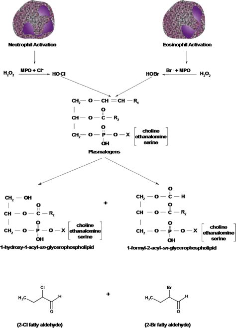 Figure 1 From S1P And Plasmalogen Derived Fatty Aldehydes In Cellular