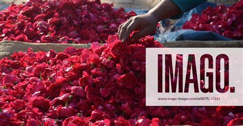 Pakistan Flowers Marketphool Mandi In Lahore Lahore Punjab