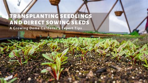 How To Transplant Seedlings And Direct Sowing Seeds