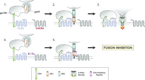 Model Of HIV 1 Fusion And Entry Inhibition By C34 Containing