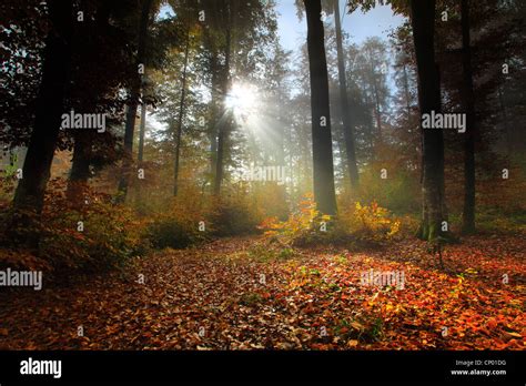 Comunes De haya Fagus sylvatica bosque de hayas en otoño de