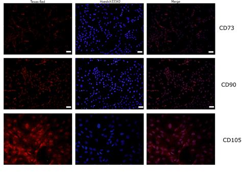 Scielo Brasil Experimental Model Of Obtaining Tissue Adipose