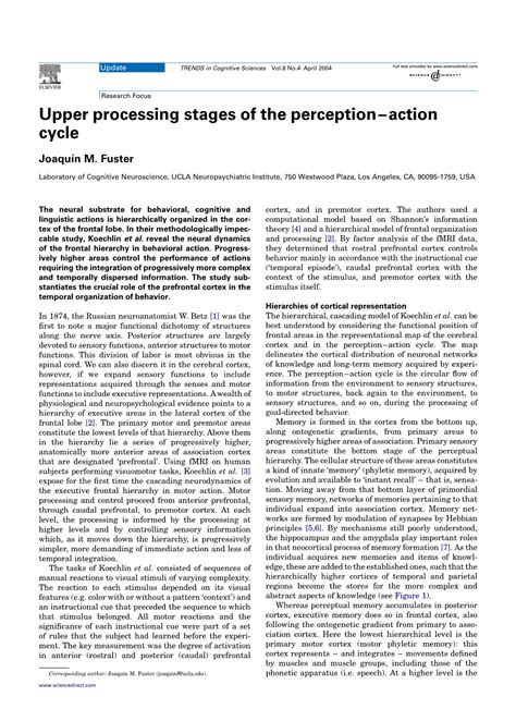 Upper Processing Stages Of The PerceptionAction Cycle DocsLib