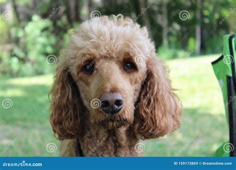 Golden Poodle Lab mix stock image. Image of grass, gold - 159173869