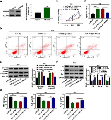 Hmga2 Overexpression Abolished The Effects Of Mir 93 5p Restoration A