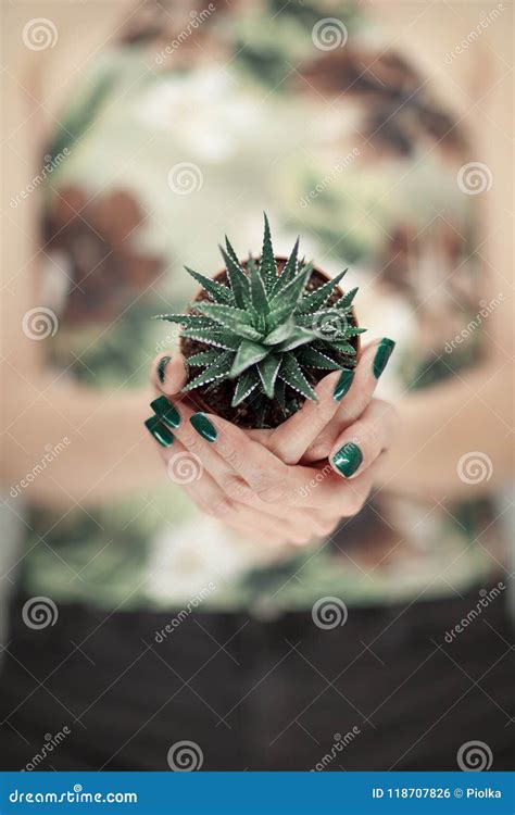 Woman Hands Holding Succulent Plant, with Perfect Green Nail Polish Stock Photo - Image of ...