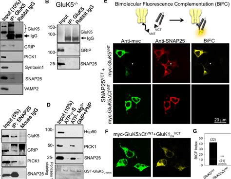 Gluk Kainate Receptor Subunits Coimmunoprecipitate With Snap