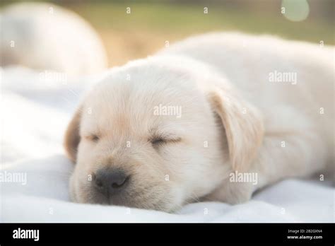 Cute Yellow Lab Puppy Sleeping