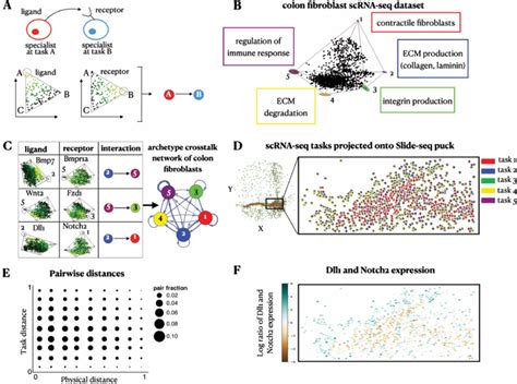 Inferring Archetype Crosstalk Networks Of Colon Fibroblasts Based On