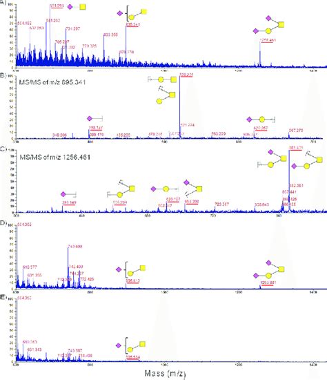 Maldi Tof Tof Spectra Revealed The Presence Of Elaborated O Glycans In