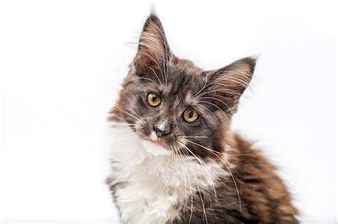 Expressivo Gatinho Maine Coon Prateado Sentado De Frente Para A Frente