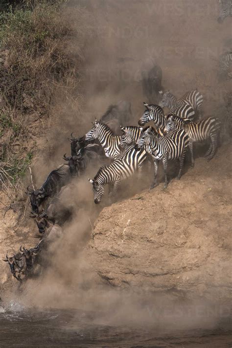 Gnus und Zebras auf ihrer alljährlichen Wanderung über den Mara Fluss