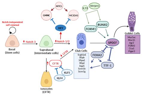 Ijms Free Full Text Transcriptional Regulation Of Airway Epithelial