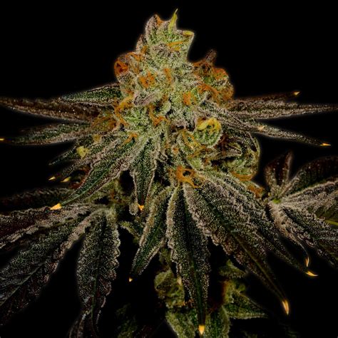 Blueberry Kush Auto Seeds For Sale Premium Cultivars