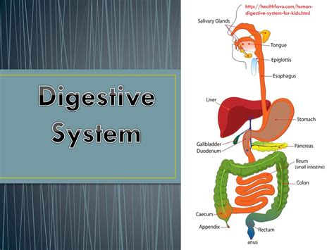 Ppt Digestive System Powerpoint Presentation Free Download Id 2039336