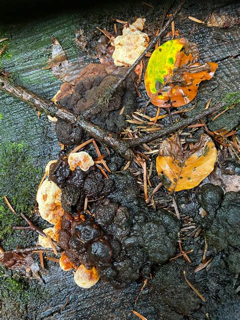 Bericht Zur Pilz Wanderung Naturfreunde Herzogenbuchsee