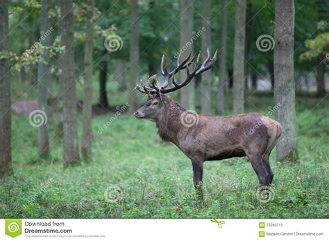 Red Deer Stock Image Image Of Animal Beautiful Peace 75283713