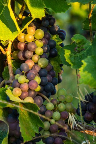 Christian Lauzin Photographe La Véraison au cœur du vignoble des