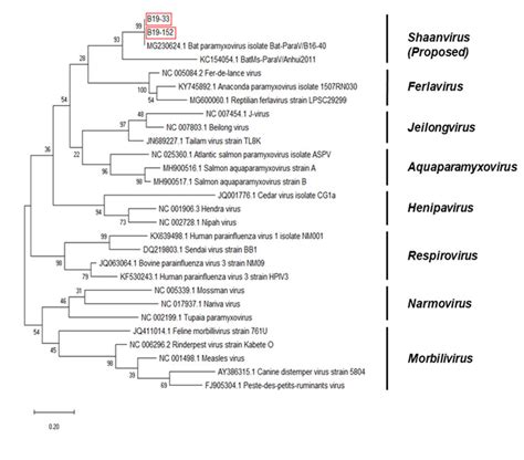 Phylogenetic Analysis Based On Partial Fusion Protein F Nucleotide