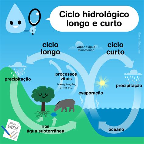 Ciclo Longo E Curto Da água Arvoreagua